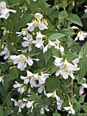 PHILADELPHUS AVALANCHE