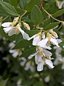 PHILADELPHUS AVALANCHE