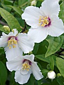 PHILADELPHUS BELLE ETOILE