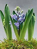 HYACINTHUS ORIENTALIS BLUE JACKET