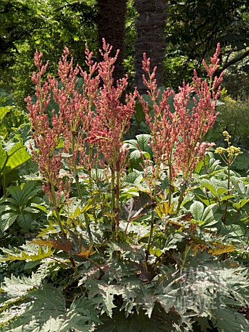 RHEUM_PALMATUM_ATROSANGUINEUM