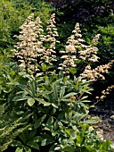 RODGERSIA AESCULIFOLIA