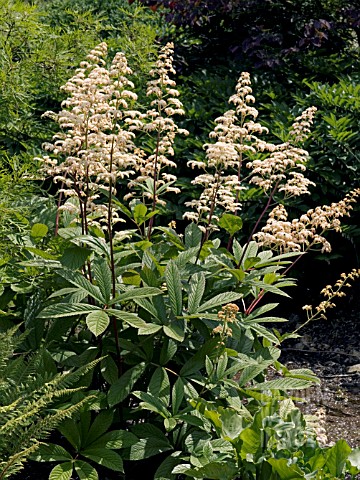 RODGERSIA_AESCULIFOLIA