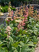 RODGERSIA PINNATA SUPERBA