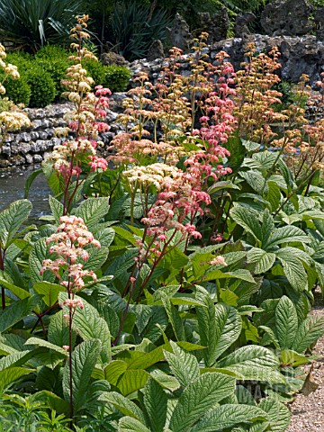 RODGERSIA_PINNATA_SUPERBA