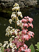 RODGERSIA PINNATA SUPERBA