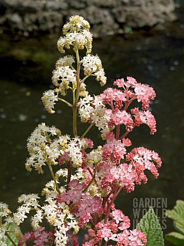 RODGERSIA_PINNATA_SUPERBA