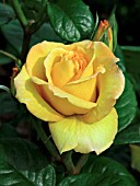 ROSA GOLD MEDAL,  HYBRID TEA ROSE