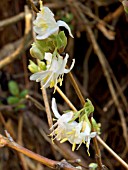 LONICERA STANDISHII (WINTER FLOWERING HONEYSUCKLE)