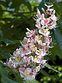 AESCULUS INDICA SYDNEY PEARCE,  INDIAN HORSE CHESTNUT,  HARDY DECIDUOUS TREE