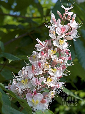 AESCULUS_INDICA_SYDNEY_PEARCE__INDIAN_HORSE_CHESTNUT__HARDY_DECIDUOUS_TREE