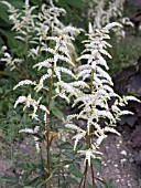 ASTILBE IRRLICHT