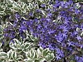 CAMPANULA GARGANICA & EUONYMUS GRACILIS,  PERENNIAL BEDDING SCHEME