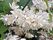 DEUTZIA GRACILIS