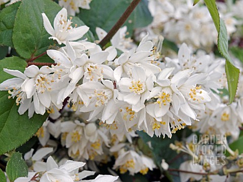 DEUTZIA_GRACILIS