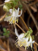 LONICERA STANDISHII (WINTER FLOWERING HONEYSUCKLE)