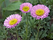 ERIGERON GAIETY