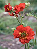 GEUM MRS BRADSHAW