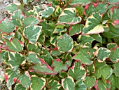 HOUTTUYNIA CORDATA CHAMELEON,  HARDY GROUND COVER