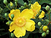 HYPERICUM FORRESTII