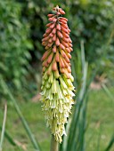 KNIPHOFIA ROOPERI,  RED HOT POKER