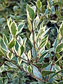 MYRTUS COMMUNIS VARIEGATA (MYRTLE)