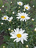 LEUCANTHEMUM X SUPERBUM,  SYN. CHRYSANTHEMUM MAXIMUM