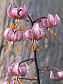 LILIUM MARTAGON