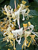 LONICERA PERICLYMENUM,  NATIVE HARDY CLIMBER