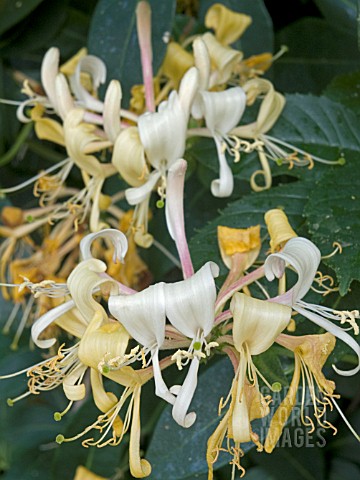 LONICERA_PERICLYMENUM__NATIVE_HARDY_CLIMBER