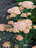 ACHILLEA APRICOT BEAUTY