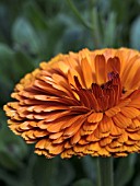 CALENDULA ORANGE PRINCE,  MARIGOLD,  HARDY ANNUAL