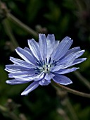 CHICORIUM INTYBUS,  CHICORY,  HARDY NATIVE PERENNIAL