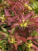 DIERVILLA SESSILIFLORA,  BUSH HONEYSUCKLE,  HARDY SHRUB