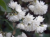 DEUTZIA SCABRA CANDIDISSIMA,  HARDY SHRUB