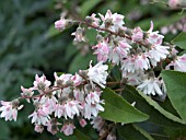 DEUTZIA SCABRA FLORE PLENO