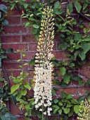 EREMURUS ROFORD,  FOXTAIL LILY