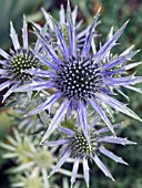 ERYNGIUM BOURGATII