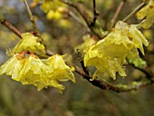 CHIMONANTHUS PRAECOX LUTEUS (WINTER SWEET)