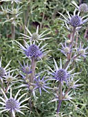 ERYNGIUM BOURGATII,  SEA HOLLY