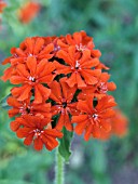 LYCHNIS CHALCEDONICA