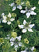 NIGELLA SATIVA,  BLACK CUMIN