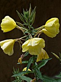 OENOTHERA GLAZIOVIANA,  EVENING PRIMROSE,  NATIVE BIENNIAL