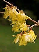 CHIMONANTHUS PRAECOX LUTEUS (WINTER SWEET)