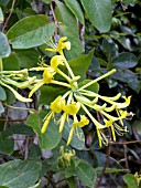 LONICERA TRAGOPHYLLA,  HARDY CLIMBER