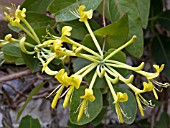 LONICERA TRAGOPHYLLA,  HARDY CLIMBER