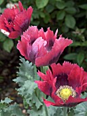 PAPAVER SOMNIFERUM,  OPIUM POPPY