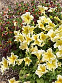 PETUNIA LEMONDELLO & CUPHEA IGNEA,  BEDDING SCHEME