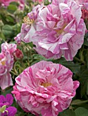 ROSA GALLICA VERSICOLOR,  GALICA ROSE