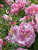 ROSA GALLICA VERSICOLOR,  GALICA ROSE